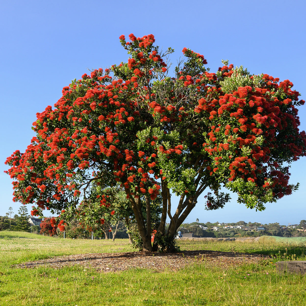Metrosideros excelsa - Pohutukawa - Metrosideros excelsa - Arbres fleuris