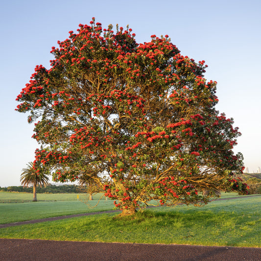 Pohutukawa - Metrosideros excelsa - Bakker