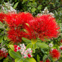 Pohutukawa - Metrosideros excelsa - Metrosideros excelsa - Bakker