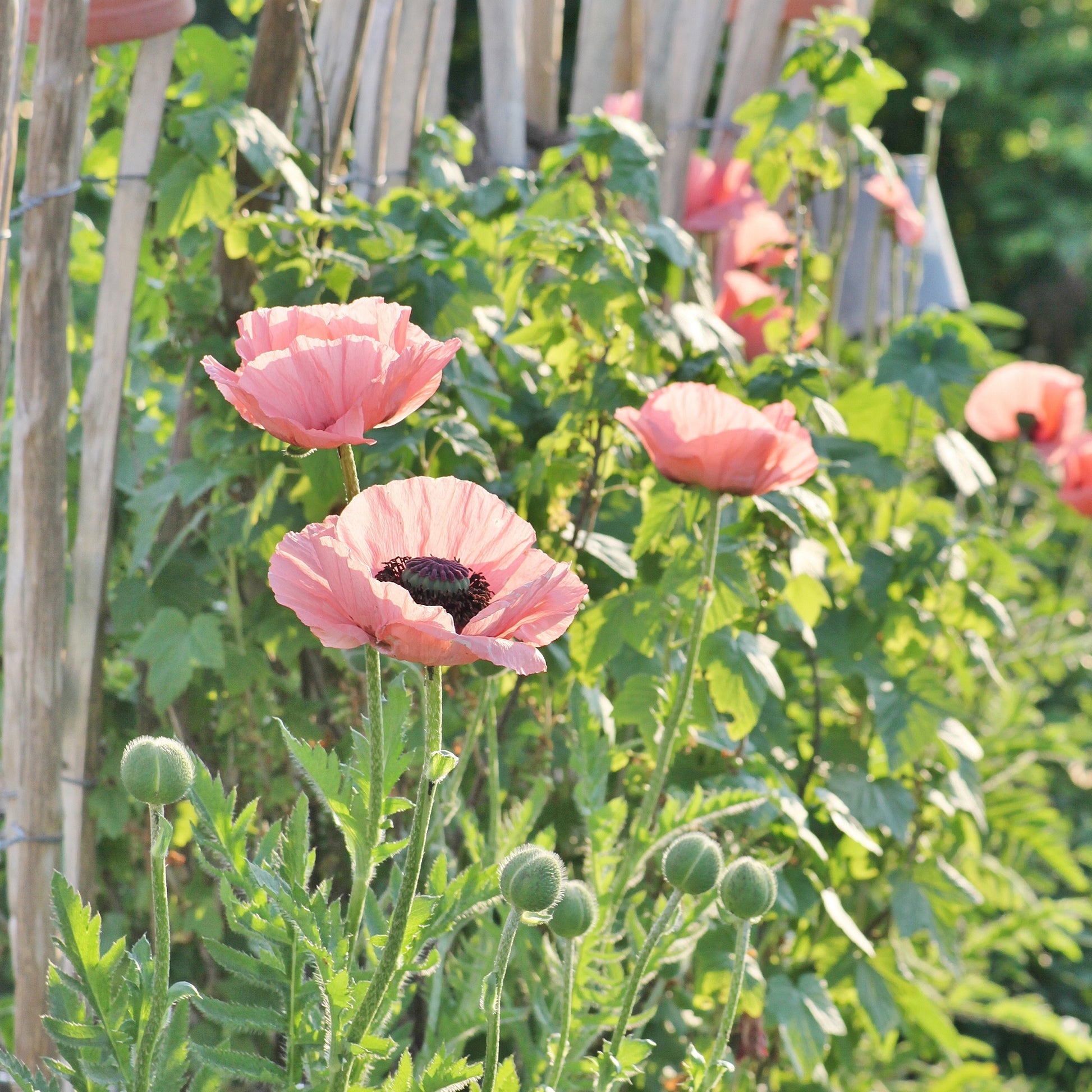 Pavot d'Orient Princess Victoria Louise - Papaver orientale Princess Victoria Louise - Bakker