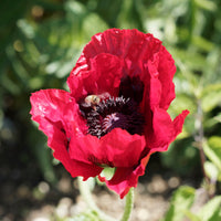 Pavot d'Orient Royal Chocolate Distinction - Papaver orientale Royal Chocolate Distinction - Bakker