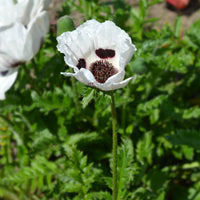 Papaver orientale Royal Wedding - Pavot d'Orient Royal Wedding - Papaver - Pavot