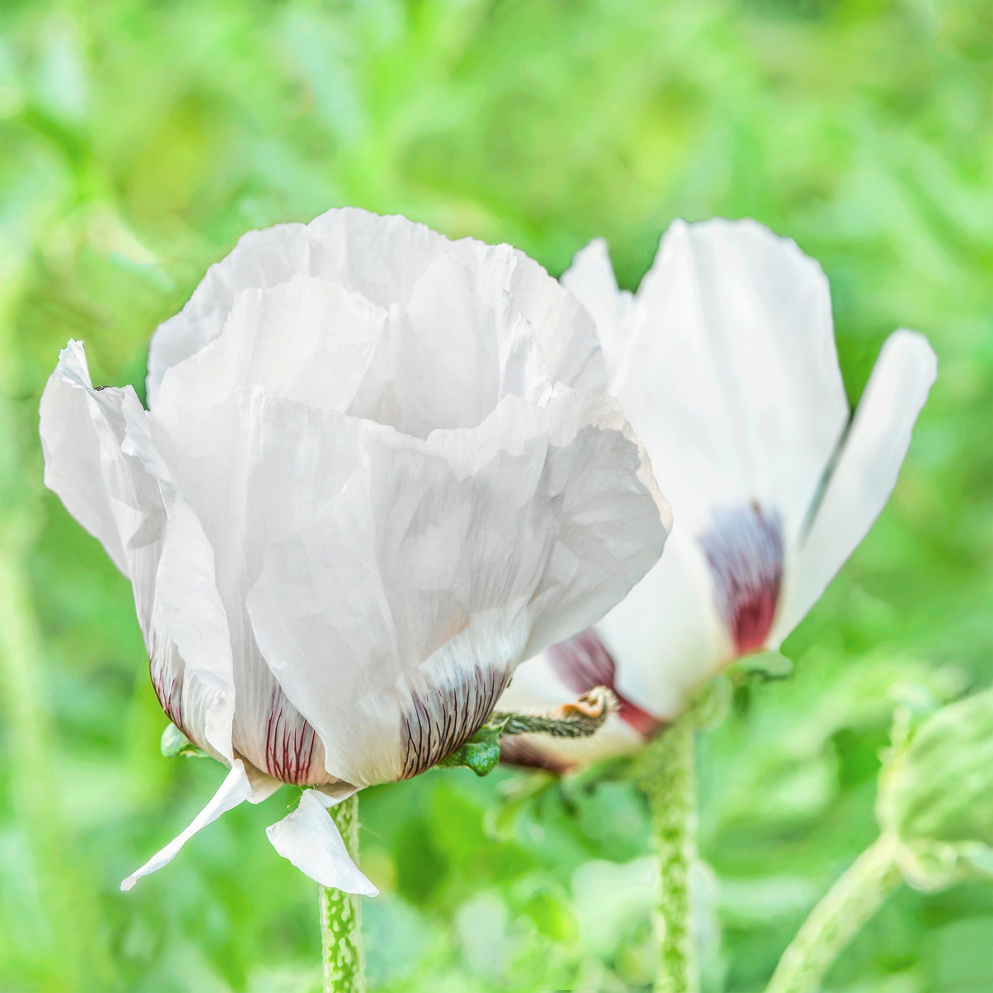 Pavot d'Orient Royal Wedding - Papaver orientale Royal Wedding - Bakker