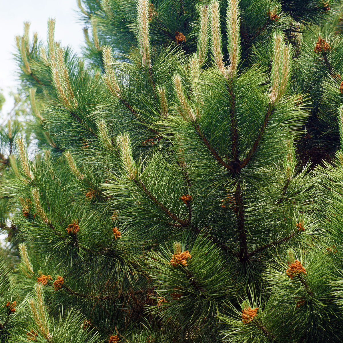 Pin noir d'Autriche - Pinus nigra nigra - Bakker