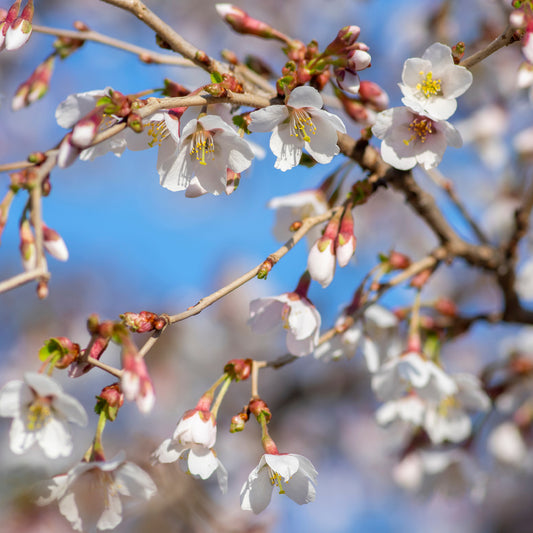 Cerisier à fleur du Japon Kojo-No-Mai - Bakker