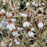 Cerisier à fleur du Japon Kojo-No-Mai - Prunus incisa Kojo-No-Mai - Bakker