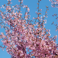 Prunus incisa Paean - Cerisier à fleur du Japon nain Paean - Cerisiers du Japon - Prunus