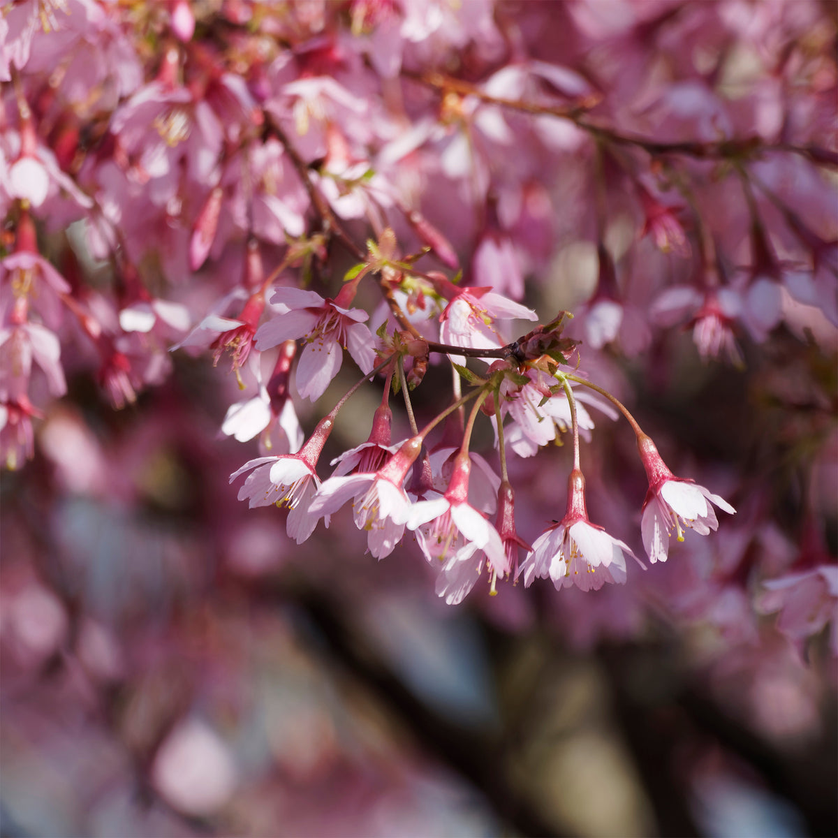 Cerisier à fleur du Japon nain Paean - Prunus incisa Paean - Bakker