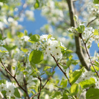 Pseudocydonia sinensis - Cognassier de Chine - Arbres