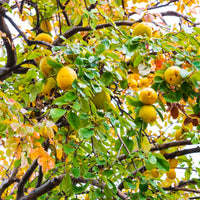 Cognassier de Chine - Pseudocydonia sinensis - Bakker