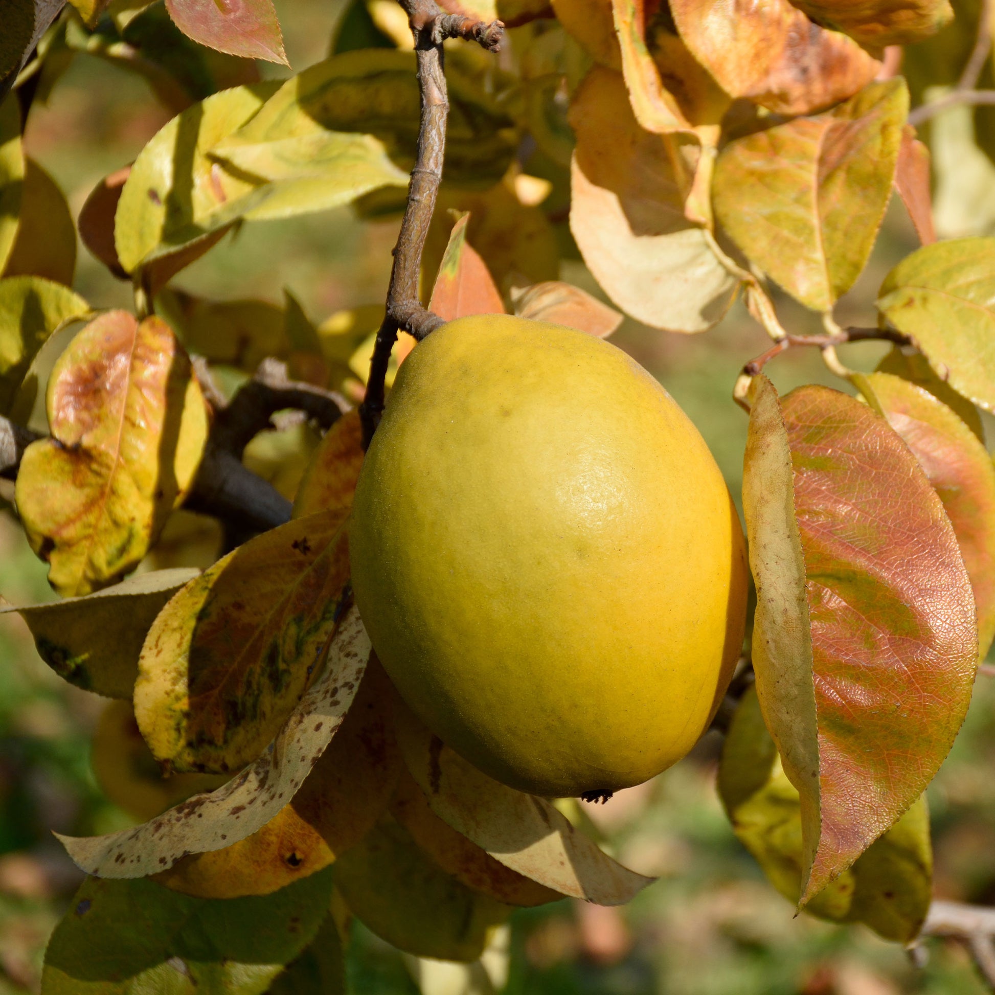 Pseudocydonia sinensis - Cognassier de Chine - Arbres