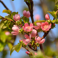 Vente Cognassier de Chine - Pseudocydonia sinensis