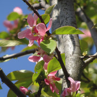 Arbres - Cognassier de Chine - Pseudocydonia sinensis