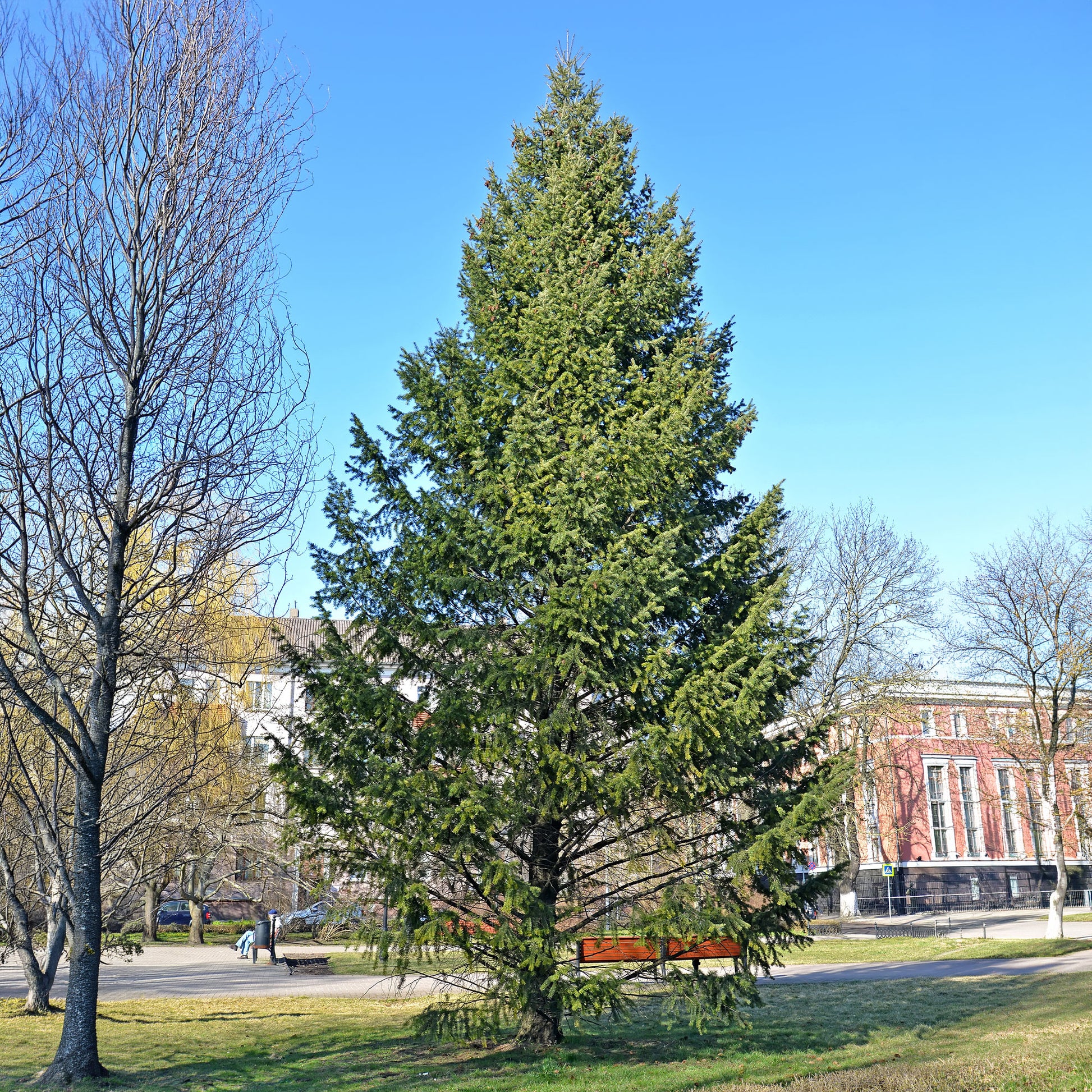 Conifères - Sapin de Douglas - Pseudotsuga menziesii