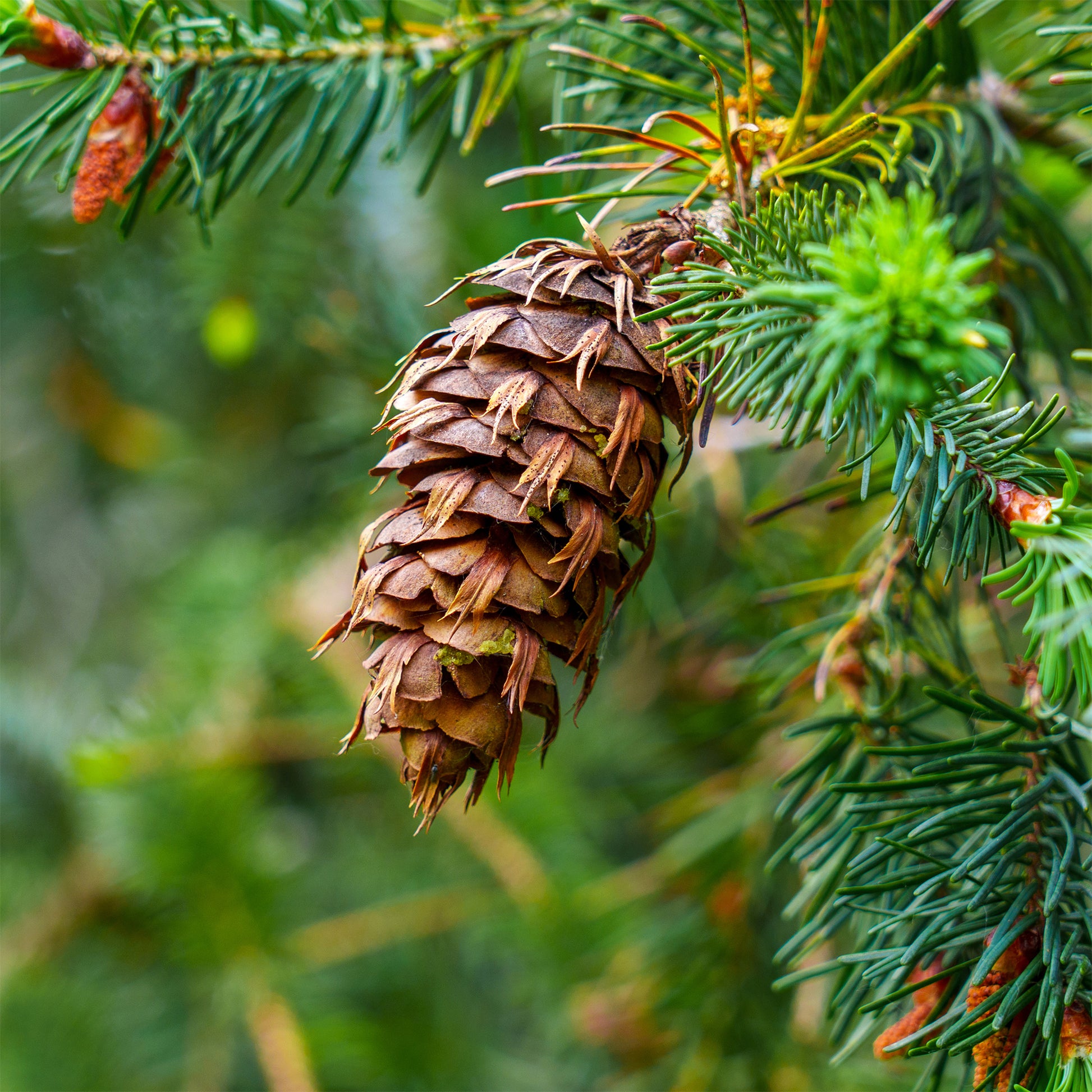 Conifères - Sapin de Douglas - Pseudotsuga menziesii
