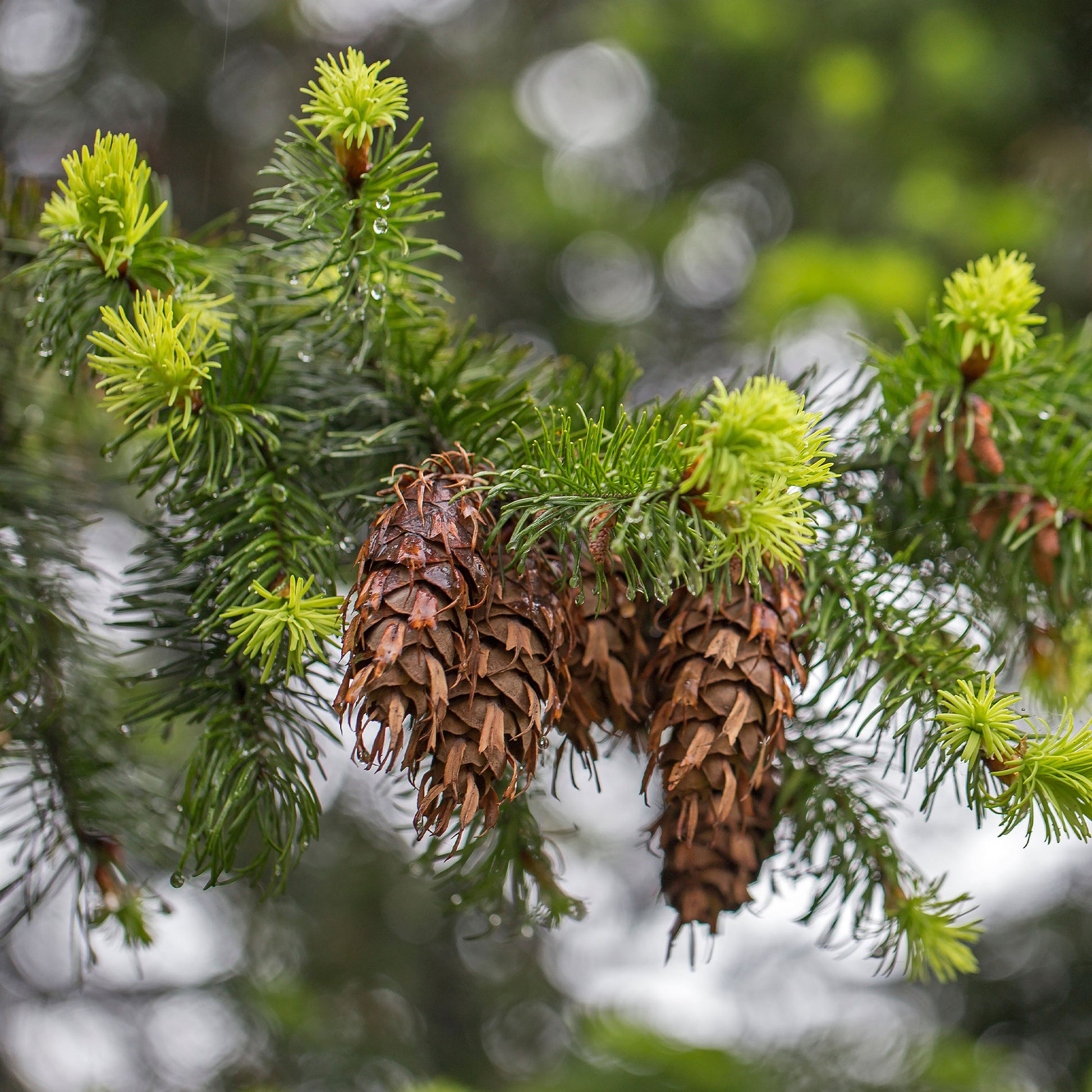 Vente Sapin de Douglas