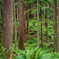 Vente Sapin de Douglas - Pseudotsuga menziesii