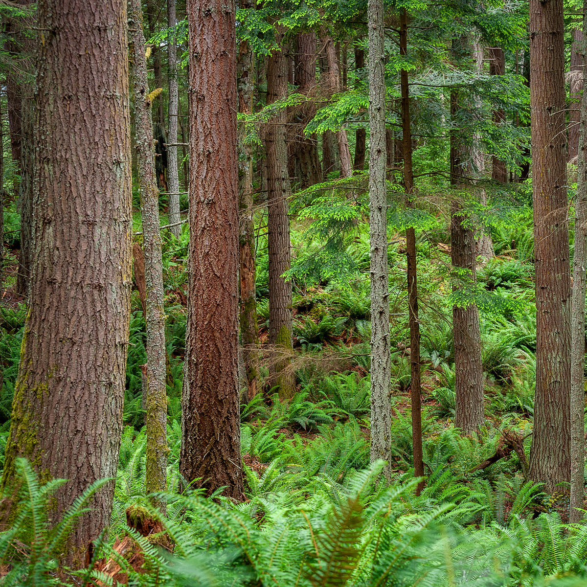 Vente Sapin de Douglas - Pseudotsuga menziesii