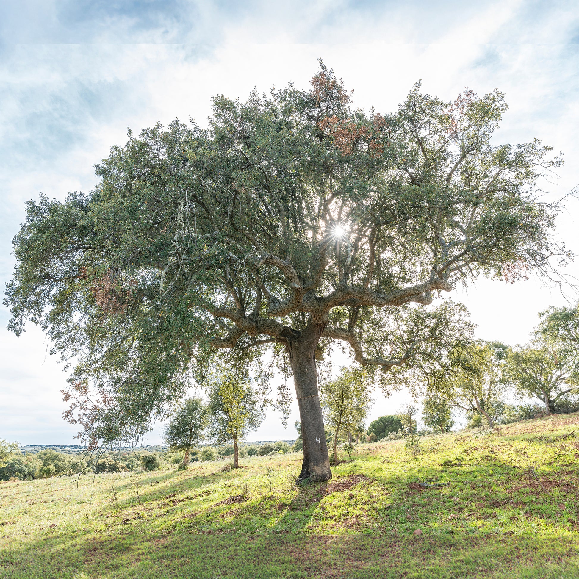 Arbres - Chêne-liège - Quercus suber