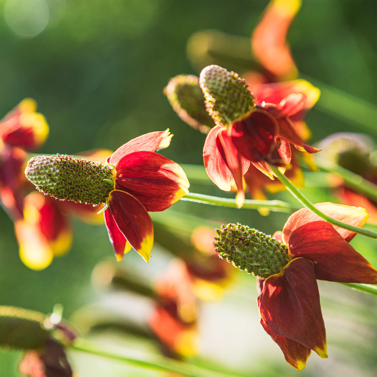 Ratibida - Chapeau mexicain - Ratibida columnifera pulcherrima - Bakker