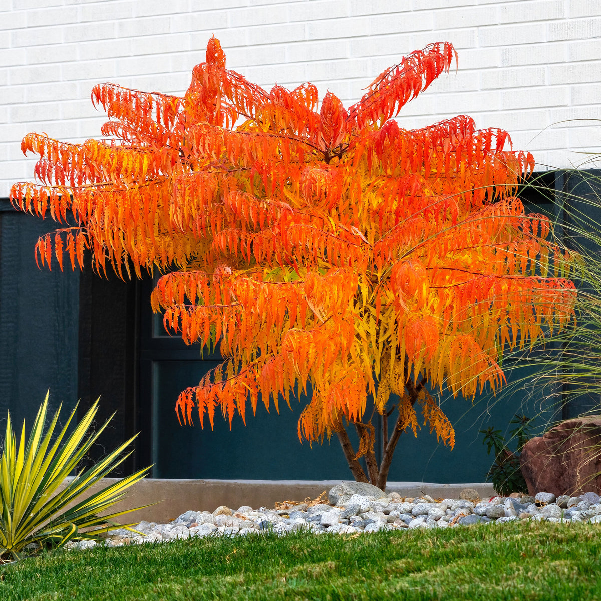 Rhus typhina Tiger Eyes - Sumac de Virginie Tiger Eyes - Arbustes d'ornement