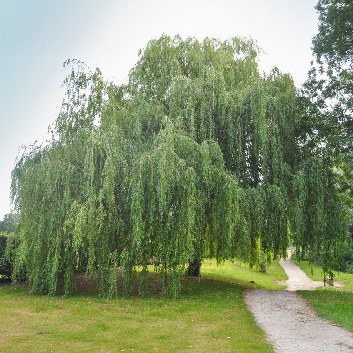 Saule pleureur - Salix babylonica - Bakker