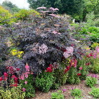 Sambucus nigra Black Lace® - Sureau noir Black Lace® - Sureau - Sambucus