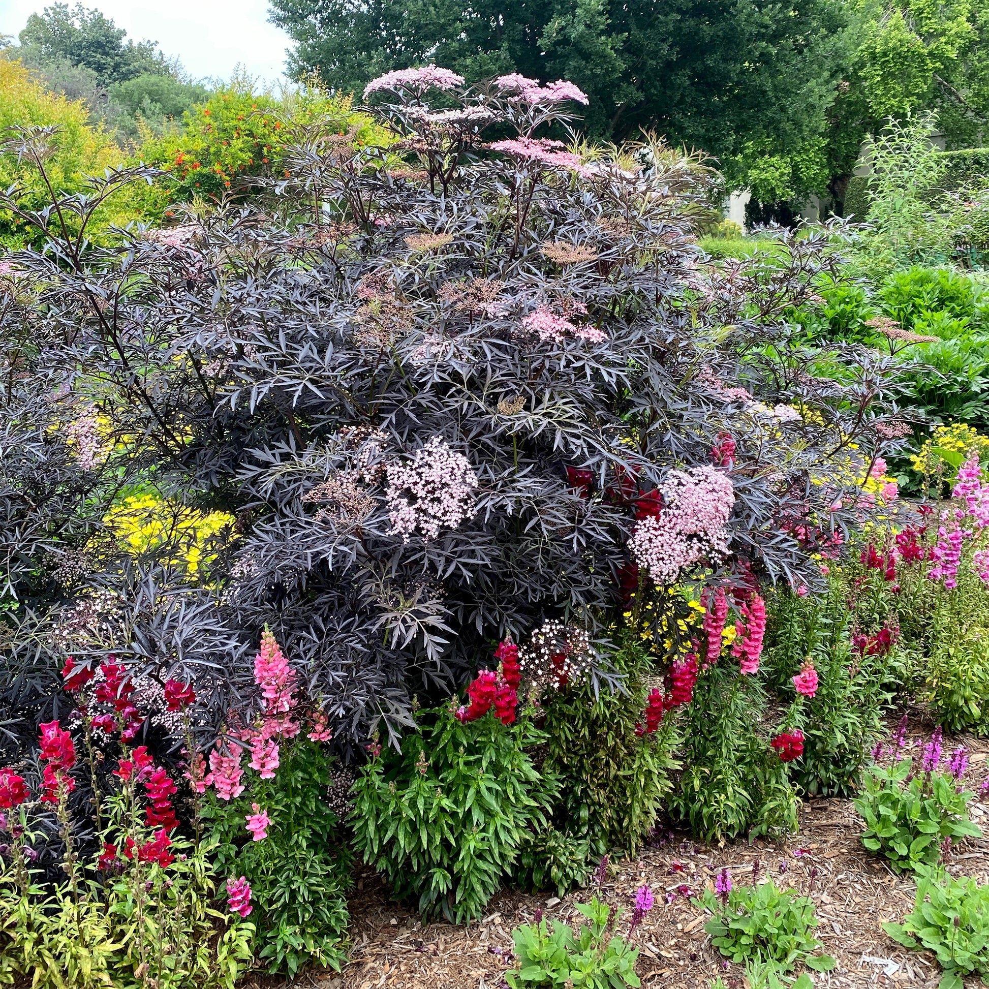 Sambucus nigra Black Lace® - Sureau noir Black Lace® - Sureau - Sambucus