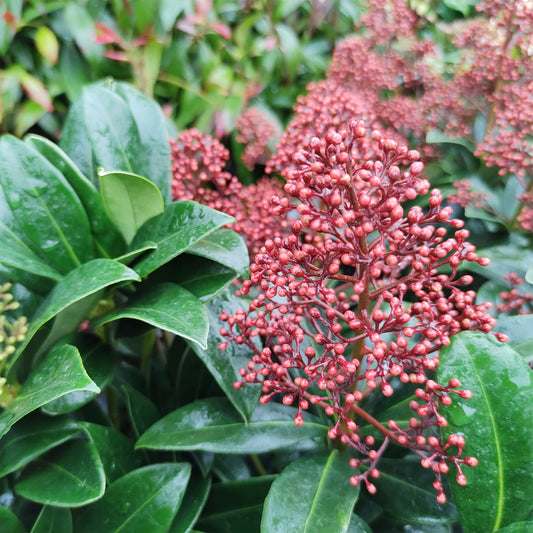 Skimmia du Japon Rubella - Bakker