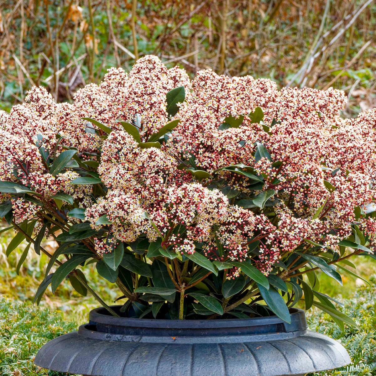 Vente Skimmia du Japon Rubella