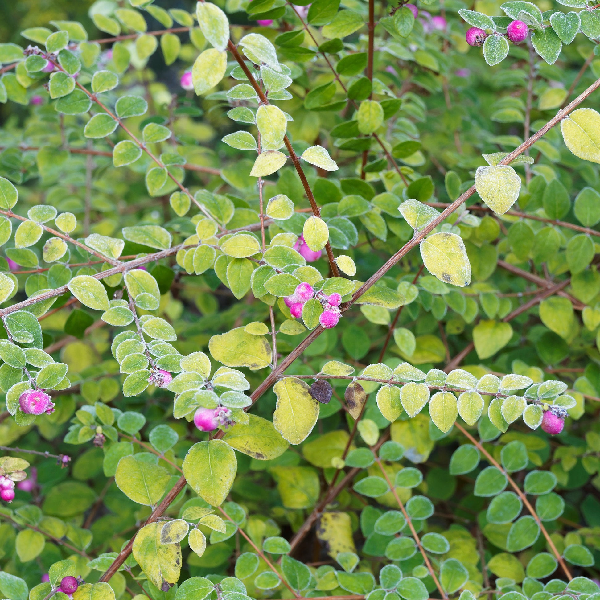 Symphorine de Chenault Hancock - Symphoricarpos chenaultii Hancock - Bakker