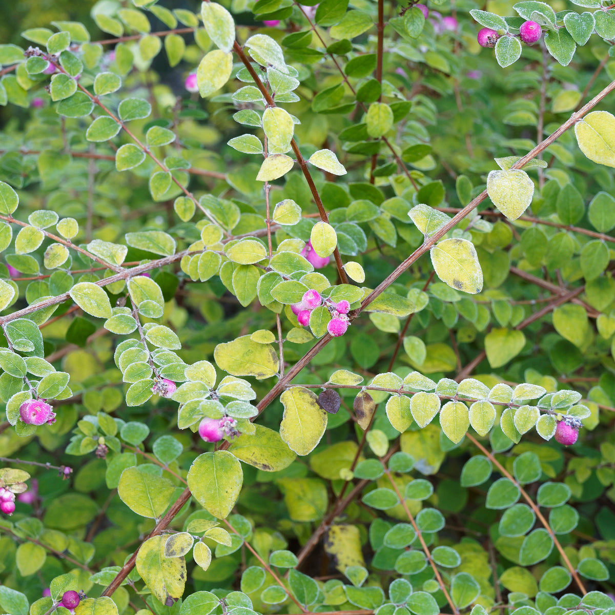 Symphoricarpos - Symphorine - Symphorine de Chenault Hancock - Symphoricarpos chenaultii Hancock