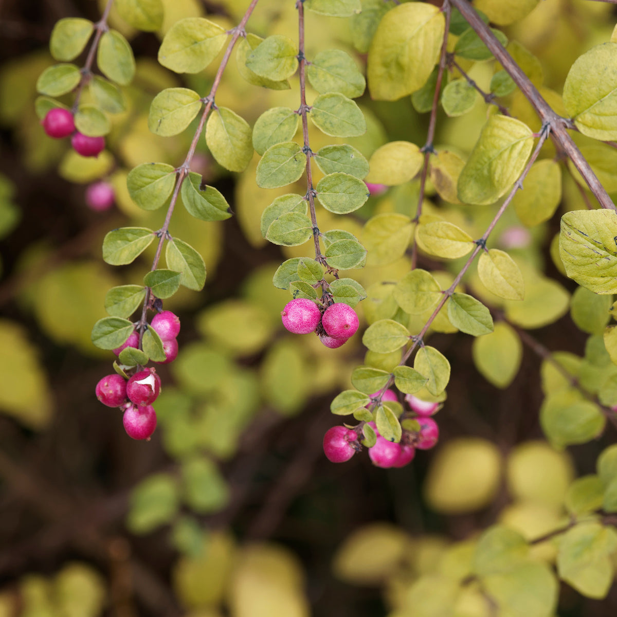 Symphorine de Chenault Hancock - Symphoricarpos chenaultii Hancock - Bakker