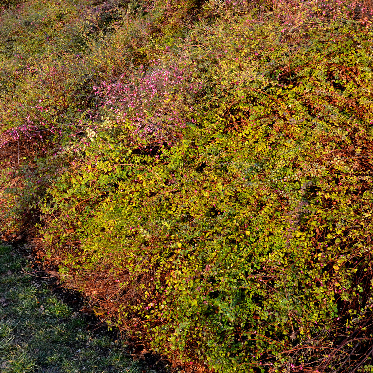 Symphoricarpos chenaultii Hancock - Symphorine de Chenault Hancock - Symphoricarpos - Symphorine
