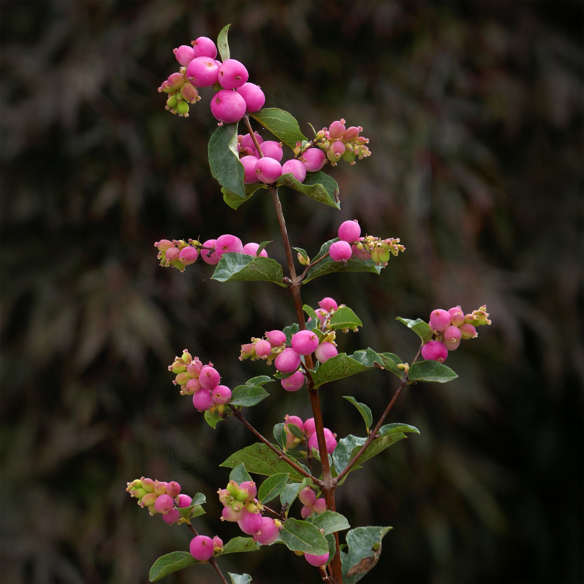 Symphoricarpos Sofie - Symphorine Sofie - Arbustes de haie