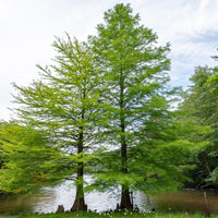 Taxodium distichum - Cyprès chauve - Conifères