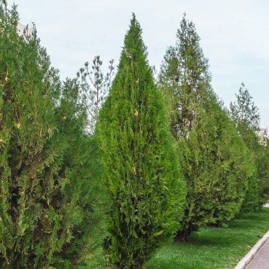 Thuja d'occident Brabant - Bakker