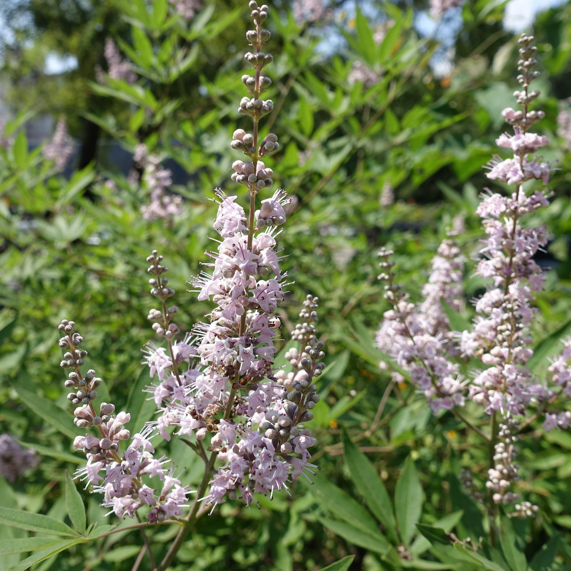Vitex agnus-castus Pink Pinnacle - Gatellier nain Pink pinnacle - Arbustes fleuris