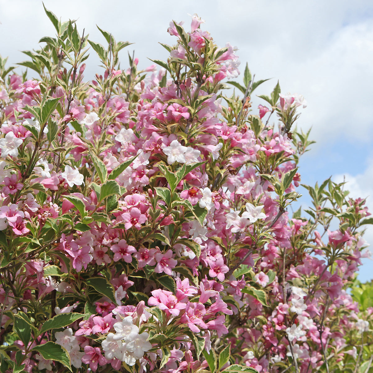 Weigela - Weigelia - Weigélia florida Variegata - Weigela florida Variegata