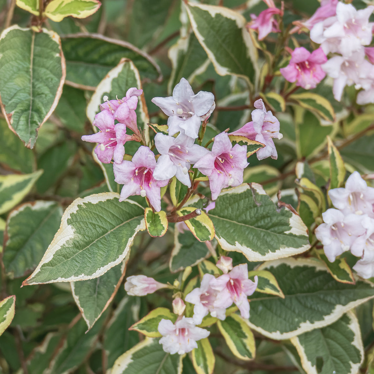 Weigela florida Variegata - Weigélia florida Variegata - Weigela - Weigelia