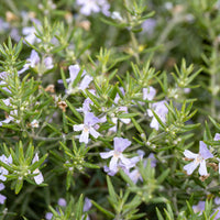 Romarin d'Australie - Westringia fruticosa - Bakker