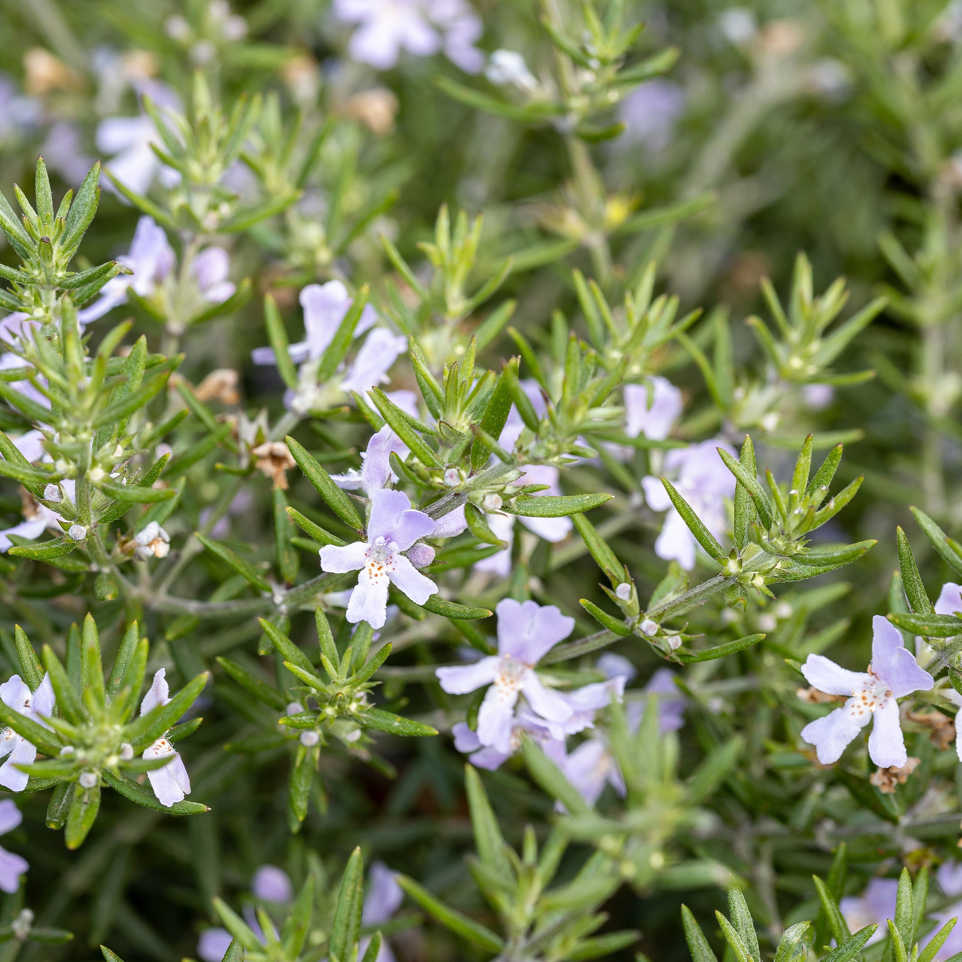 Romarin d'Australie - Westringia fruticosa - Bakker