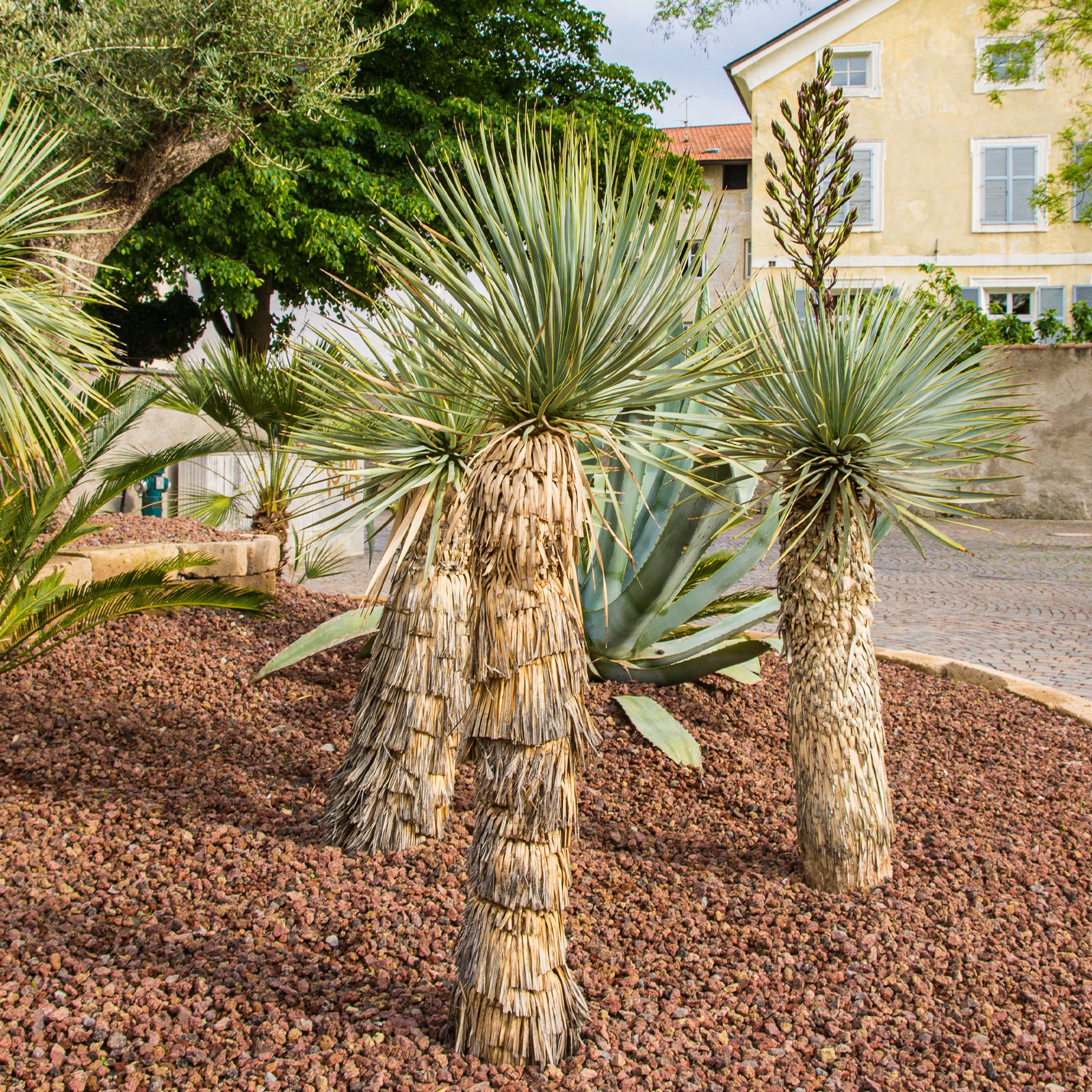 Yucca rostrata - Yucca bleu - Yucca