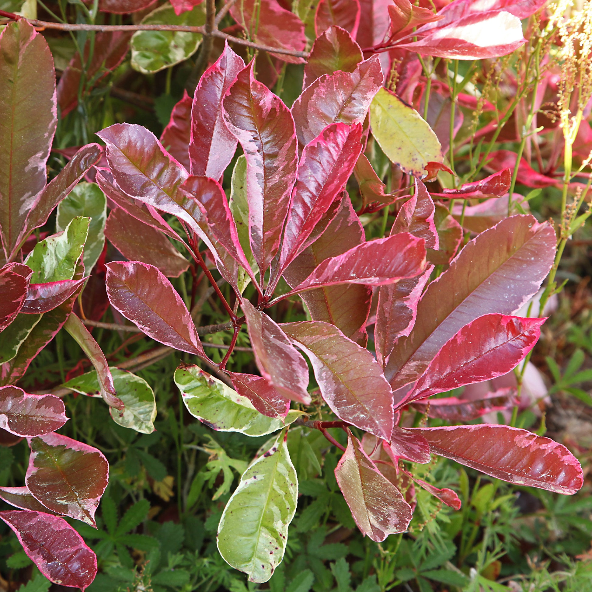 Vente Photinia fraseri Louise - Photinia x fraseri Louise