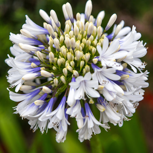 Agapanthe à grandes fleurs Queen Mum - Bakker