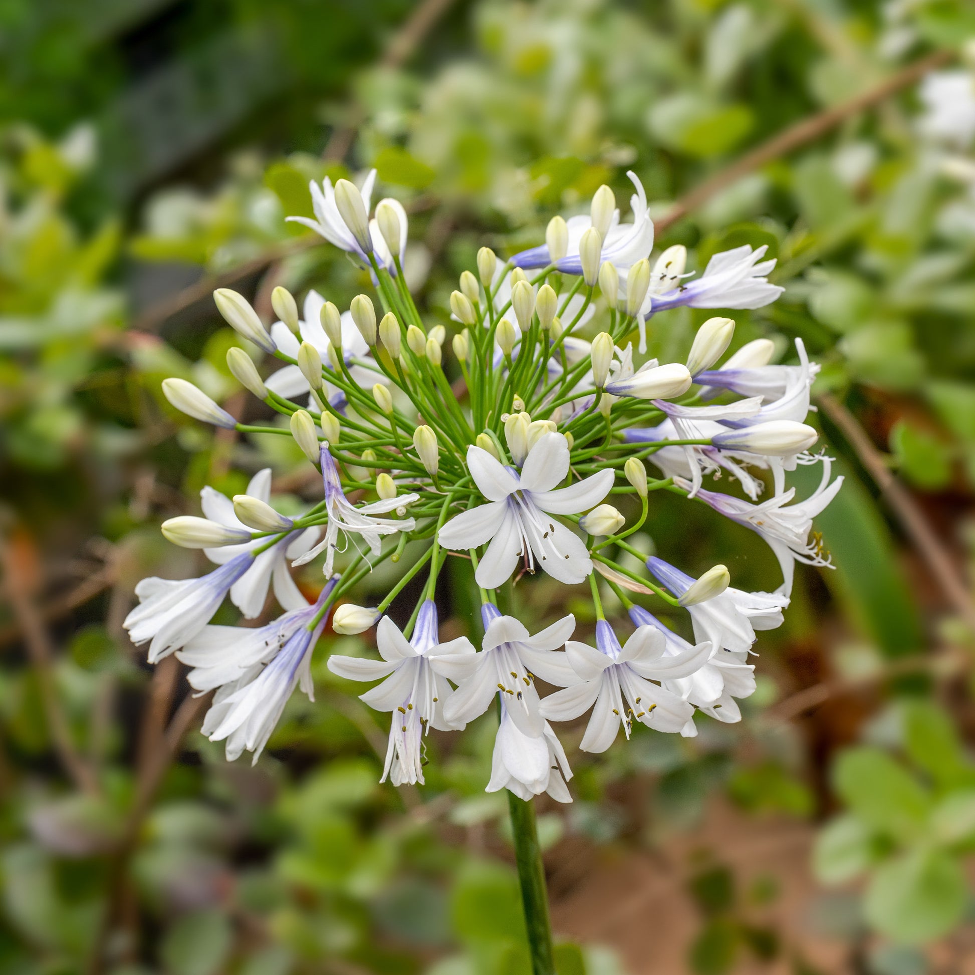 Agapanthe à grandes fleurs Queen Mum - Agapanthus Queen Mum - Bakker