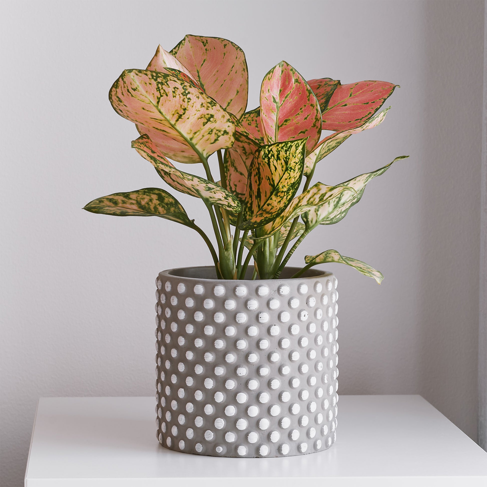 aglaonema pink star entretien Aglaonema Pink Star