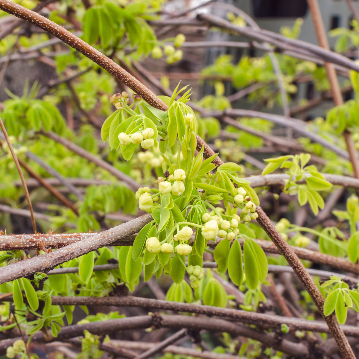 Akébia à cinq feuilles Alba - Akebia quinata Alba - Bakker
