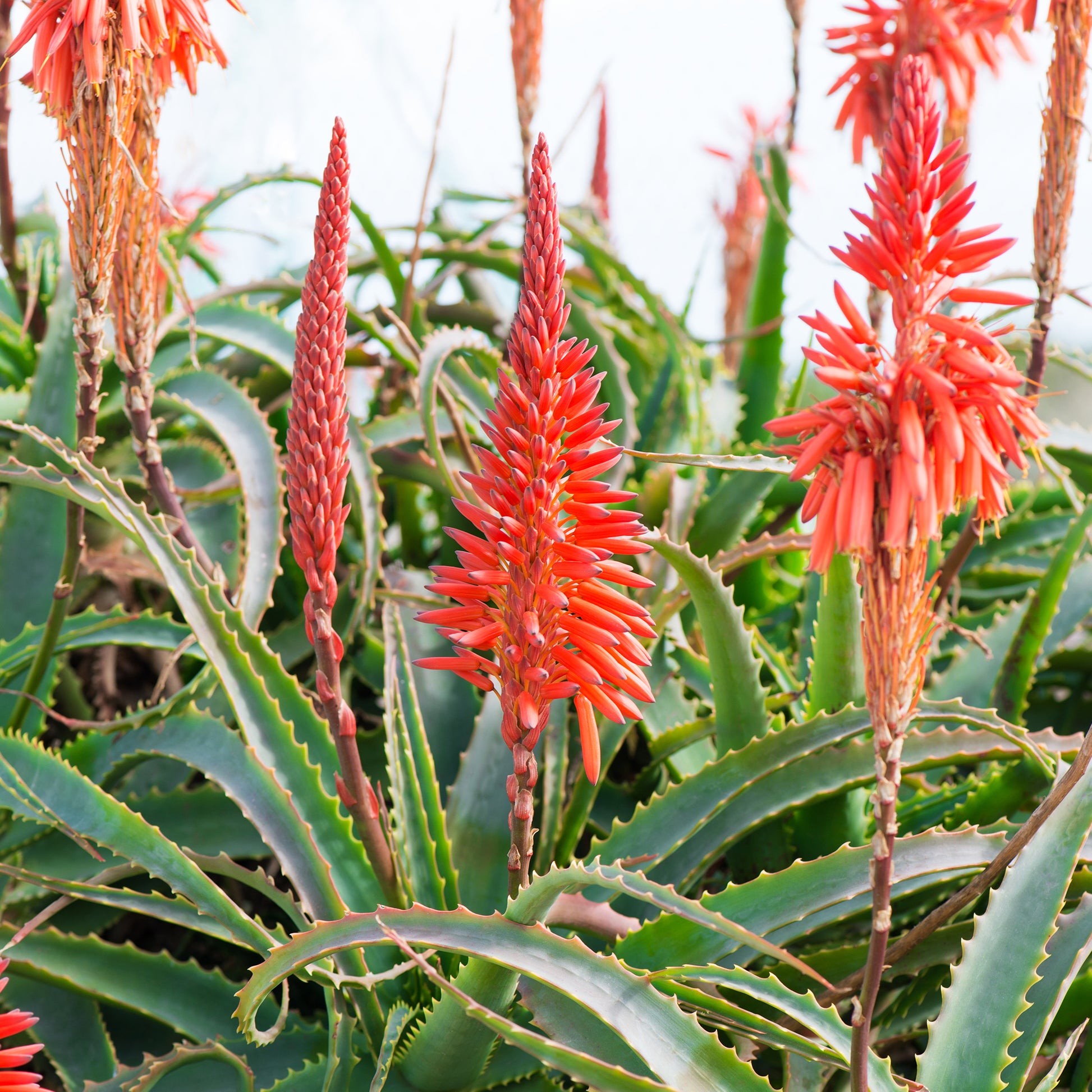 Aloe arborescens - Aloès arborescent - Plantes vivaces