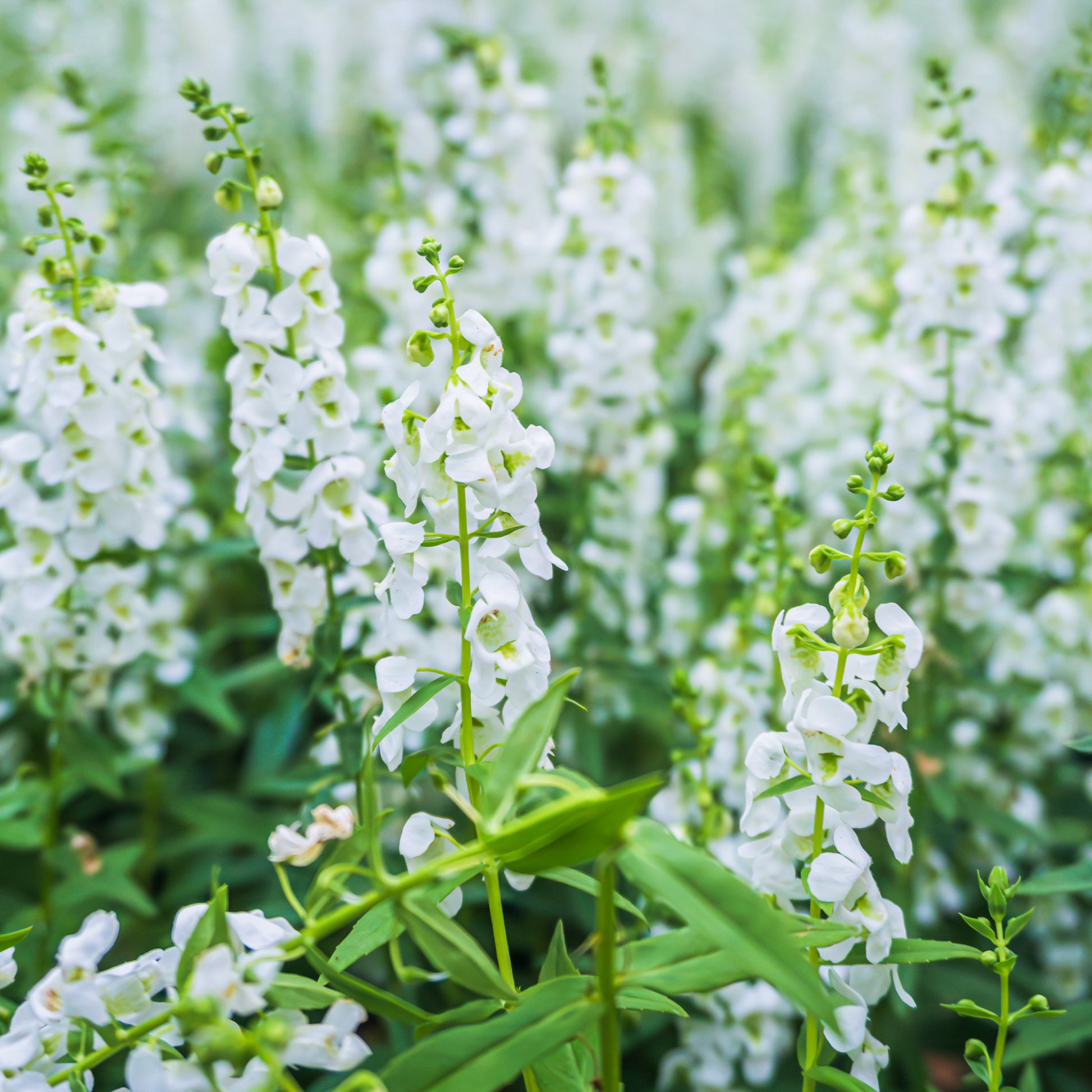 Angélonia blanche - Angelonia white - Bakker